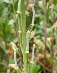 Erysimum cheiri image