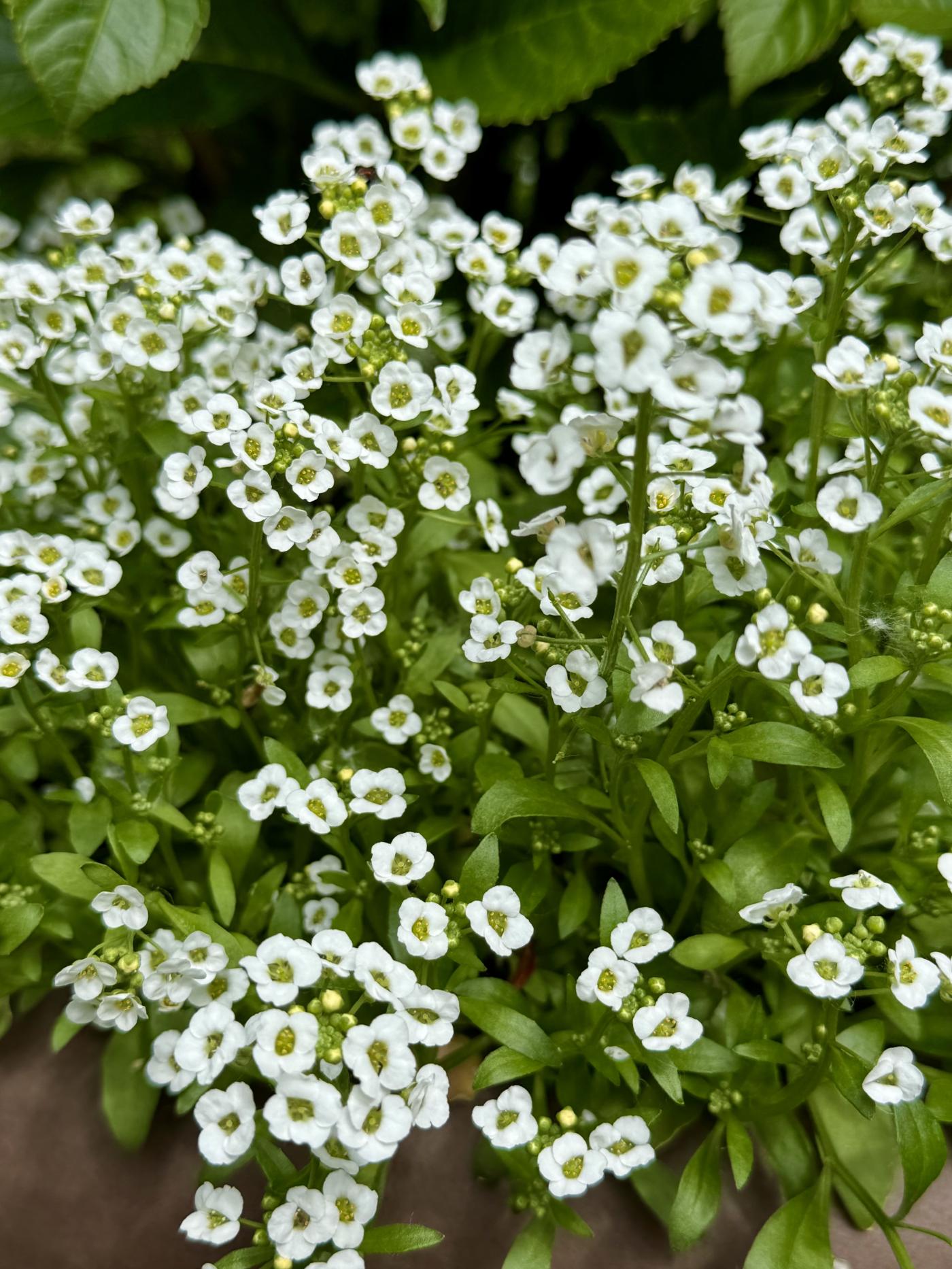 Lobularia maritima image