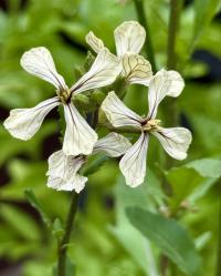 Eruca vesicaria image