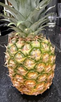 Ananas comosus image