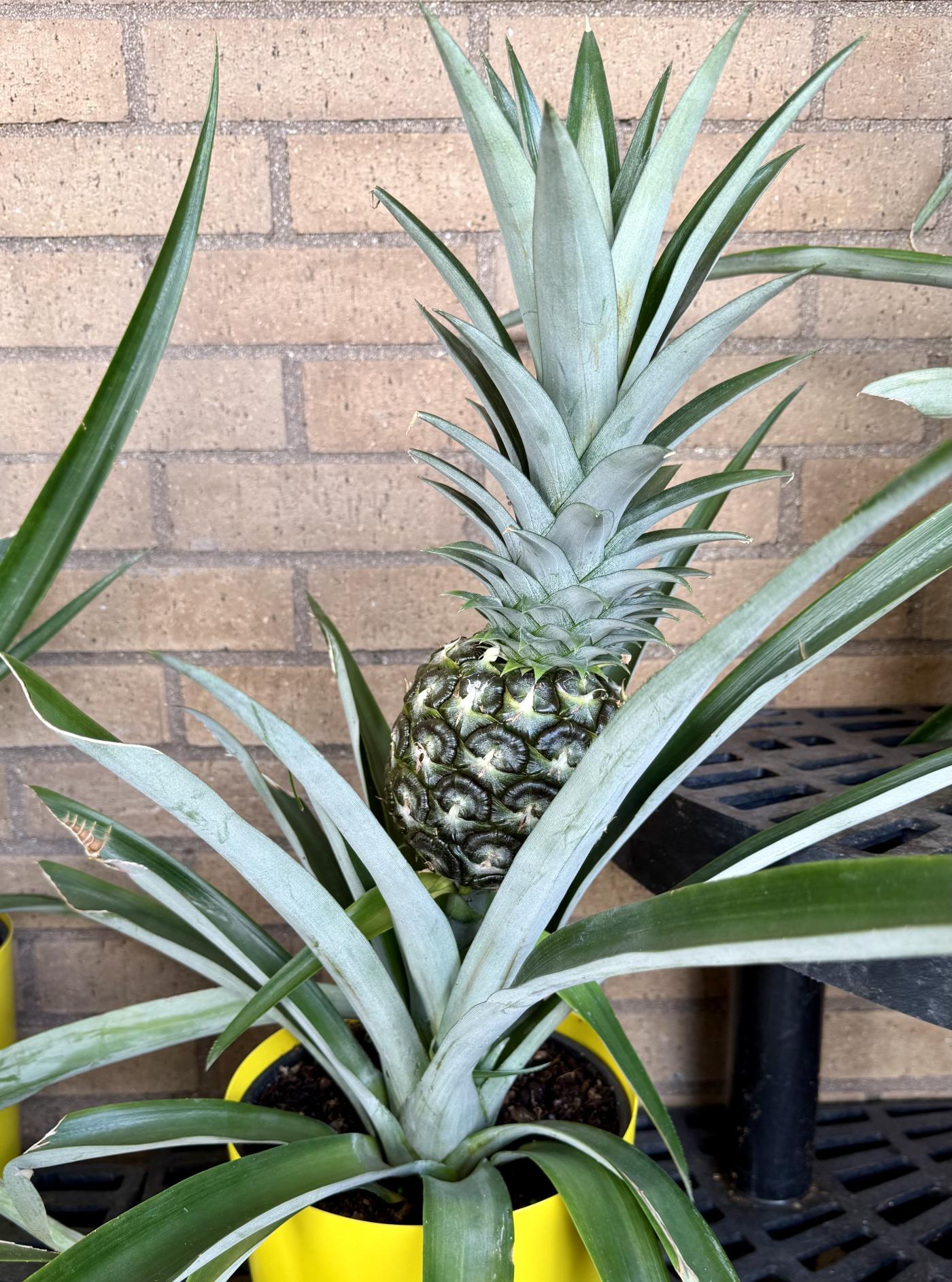 Ananas comosus image