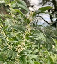 Sarcococca ruscifolia image