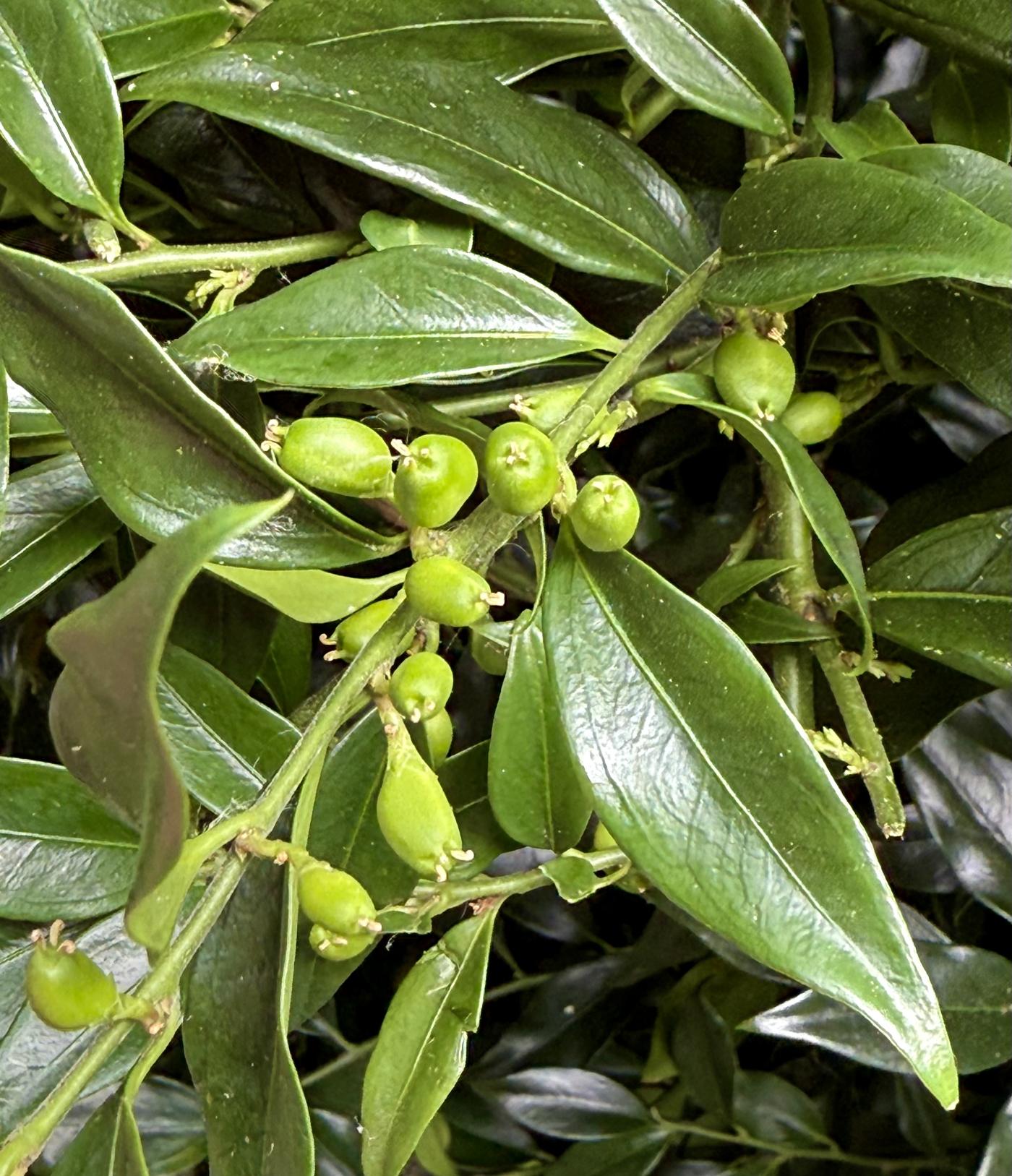 Sarcococca ruscifolia image