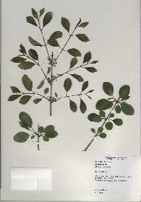 Rhamnus cathartica image