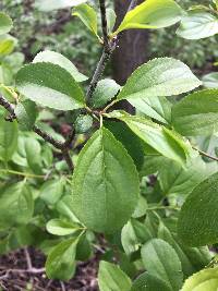 Rhamnus cathartica image