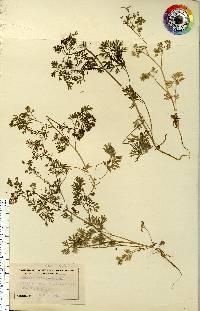 Fumaria officinalis image