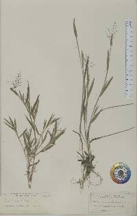 Panicum acuminatum image