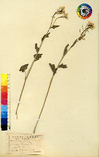 Cardamine bulbosa image