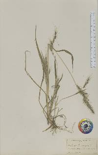 Echinochloa walteri image