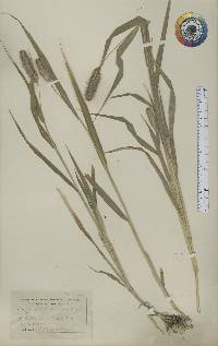 Setaria italica image