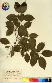 Euonymus atropurpureus image