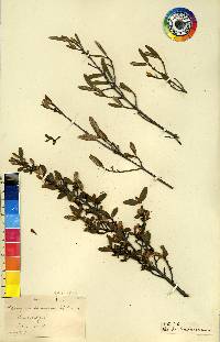 Shepherdia canadensis image