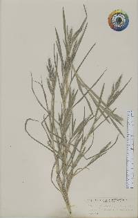 Muhlenbergia frondosa image