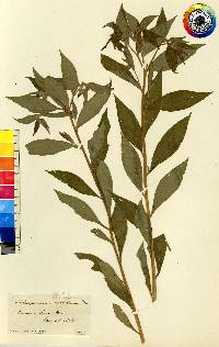 Lithospermum latifolium image