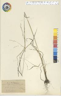 Festuca subverticillata image