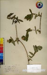 Lonicera dioica image