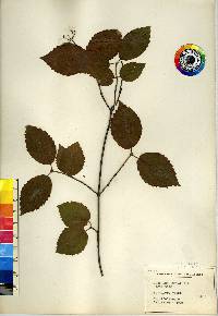 Viburnum rafinesqueanum image