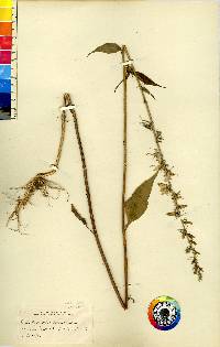 Campanulastrum americanum image