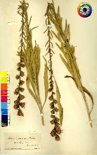 Liatris aspera image