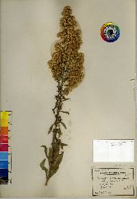 Solidago speciosa image