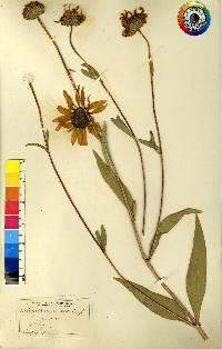 Helianthus pauciflorus image