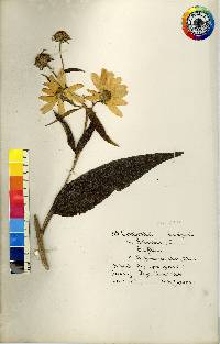 Helianthus grosseserratus image