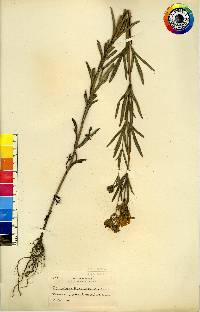 Coreopsis palmata image