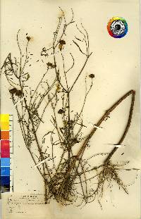 Bidens trichosperma image