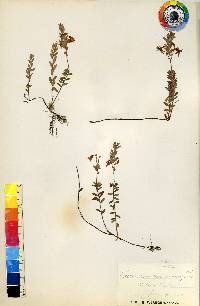 Vaccinium macrocarpon image