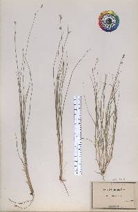 Carex trisperma image