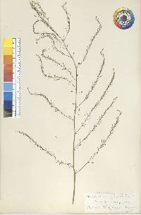 Asparagus officinalis image