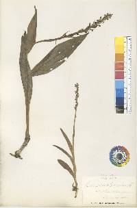 Platanthera huronensis image