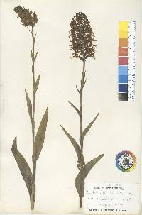 Platanthera ciliaris image