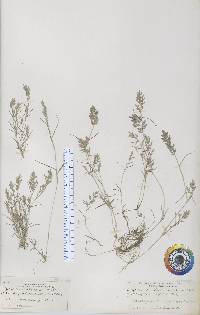 Eragrostis hypnoides image