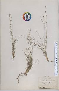 Carex eburnea image