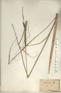 Carex aquatilis var. substricta image