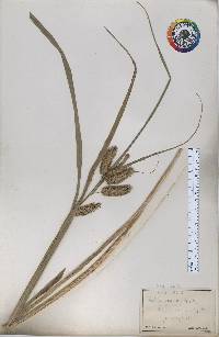 Carex comosa image