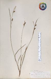 Carex pallescens image