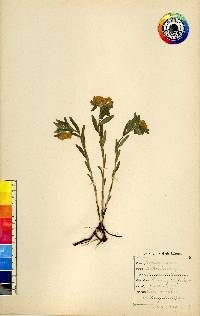 Lithospermum canescens image