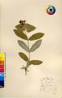 Lonicera dioica image