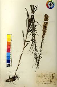 Liatris pycnostachya image