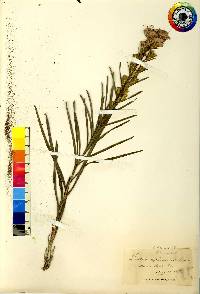 Liatris cylindracea image