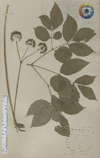 Aralia nudicaulis image