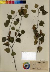 Betula populifolia image