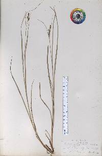 Carex virescens image