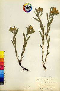 Lithospermum canescens image