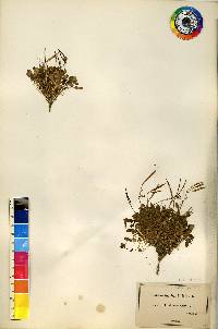 Cardamine bellidifolia image