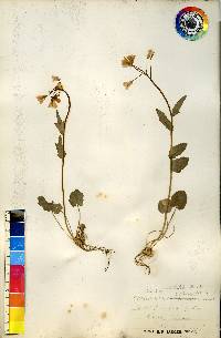 Cardamine bulbosa image