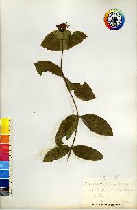 Lonicera dioica image