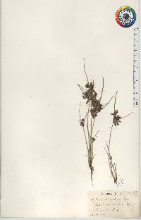 Cyperus diandrus image